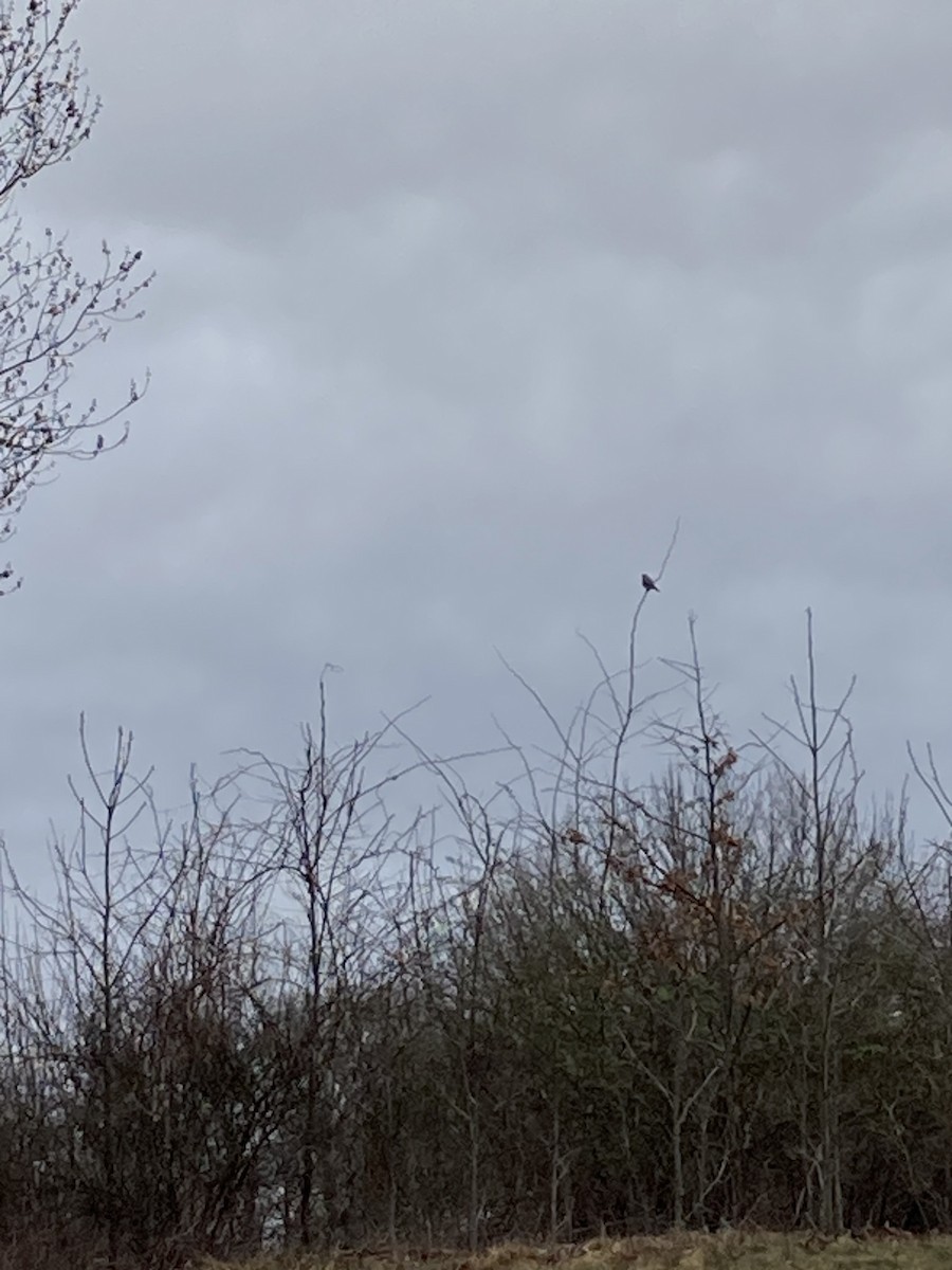 American Kestrel - ML633286510