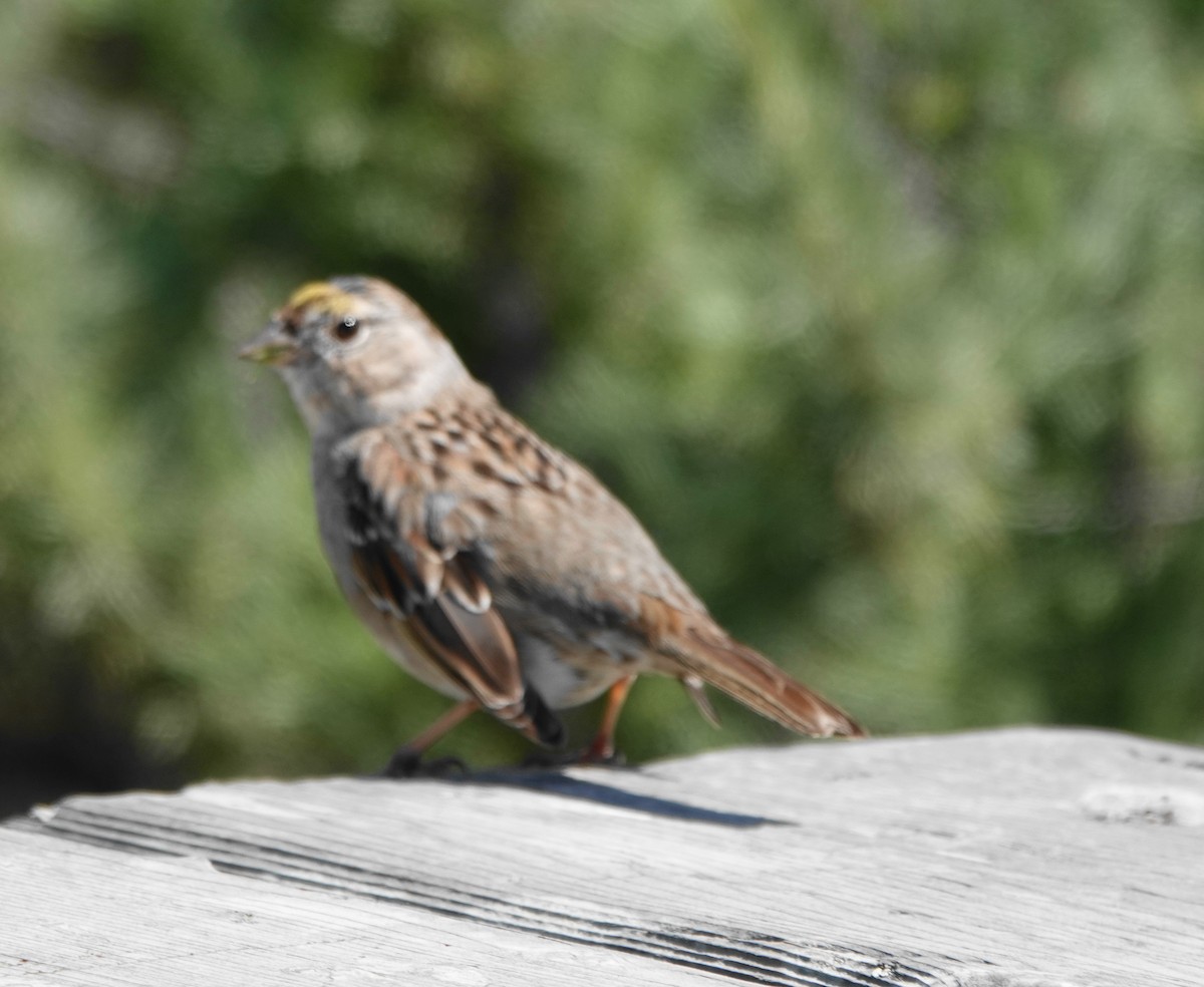 Golden-crowned Sparrow - ML633286546