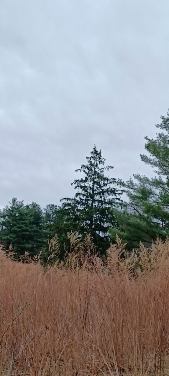 American Kestrel - ML633286552