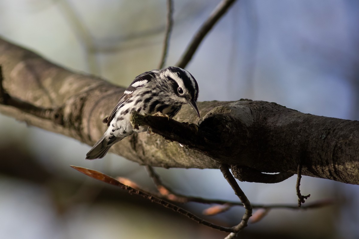 Black-and-white Warbler - ML633286584