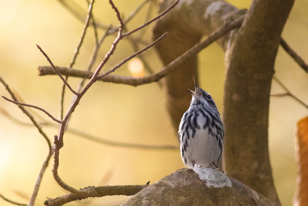 Black-and-white Warbler - ML633286585