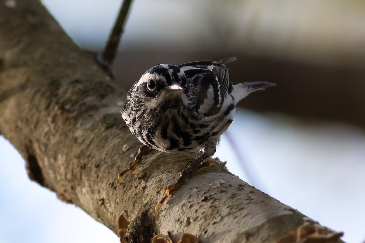 Black-and-white Warbler - ML633286586