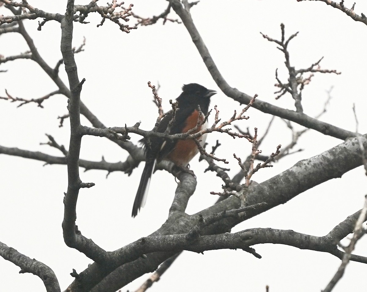 Eastern Towhee - ML633286808