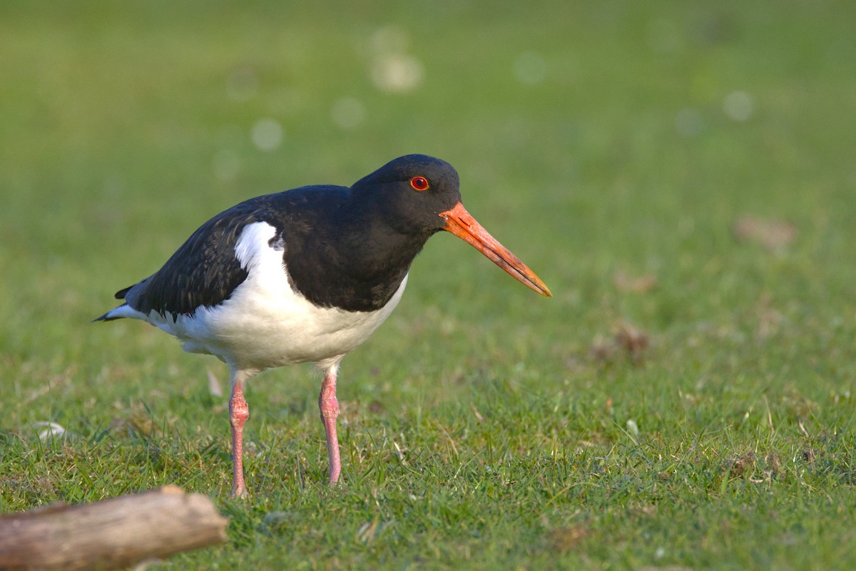 Eurasian Oystercatcher - ML633286850