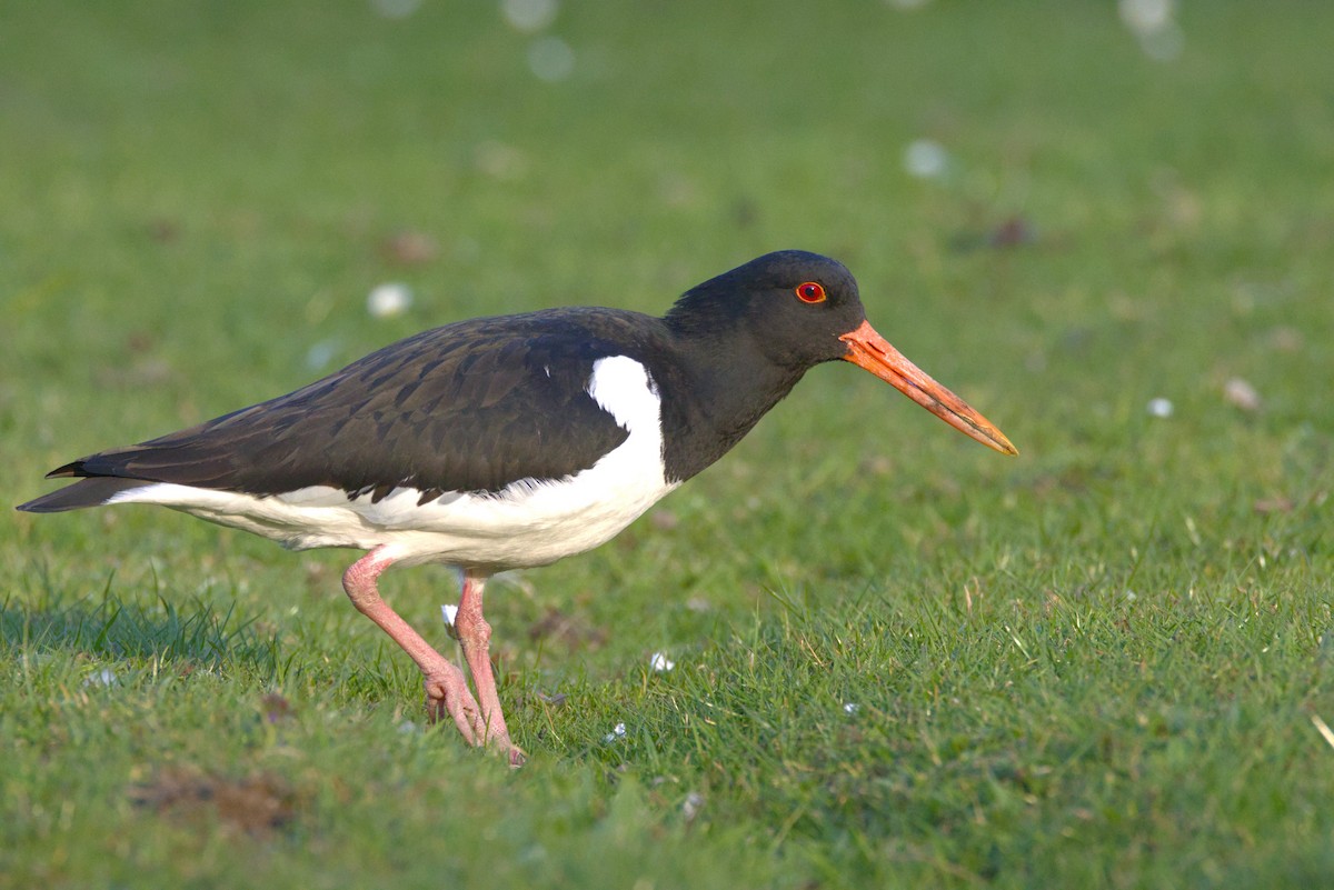 Eurasian Oystercatcher - ML633286851