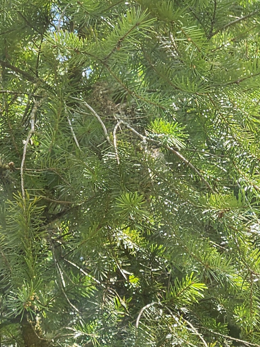 Bushtit - ML633287005