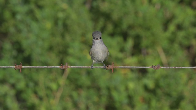 Southern Beardless-Tyrannulet - ML633287087