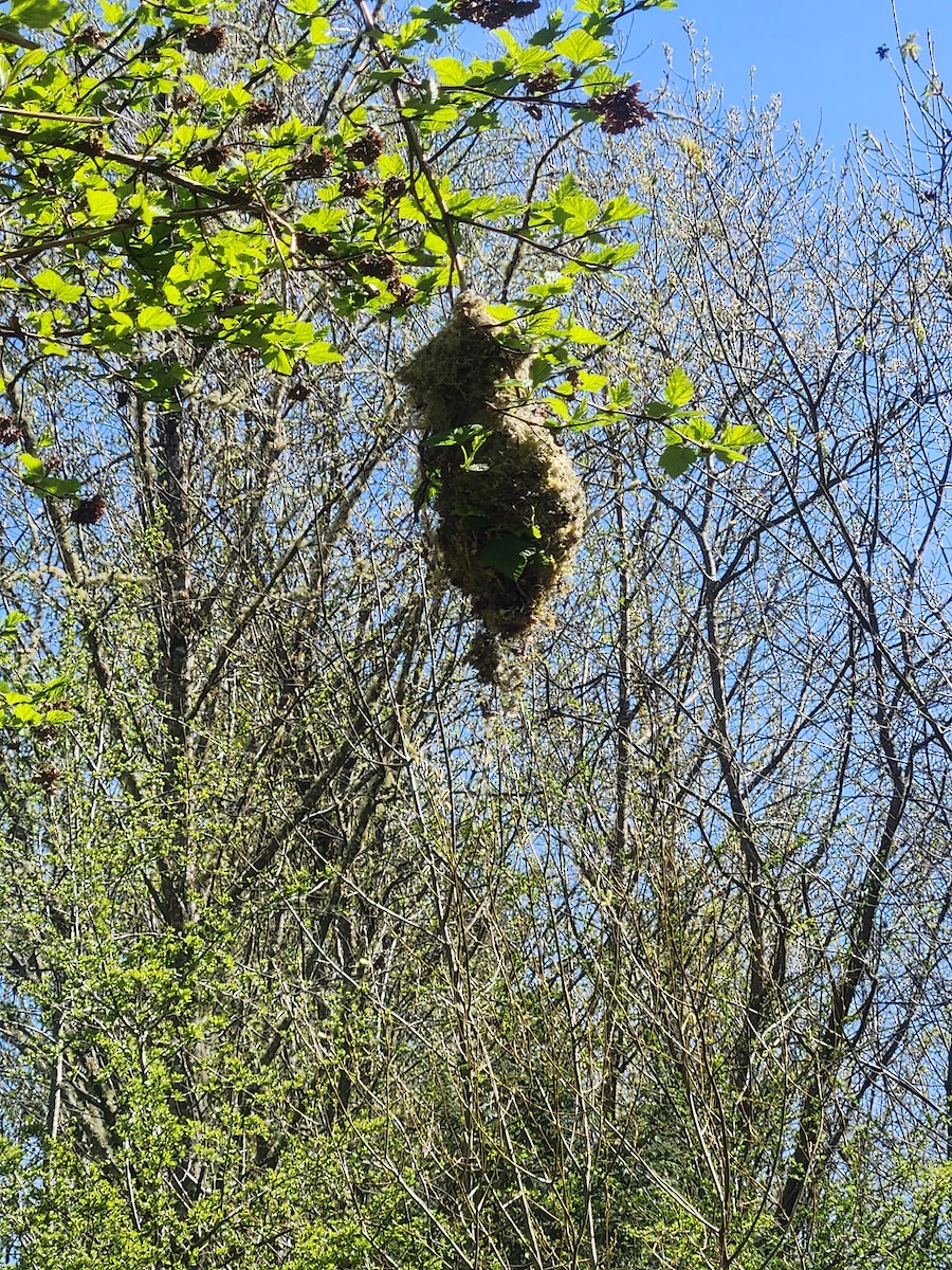 Bushtit - ML633287166