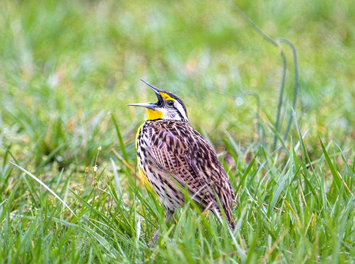 Eastern Meadowlark - ML633287180