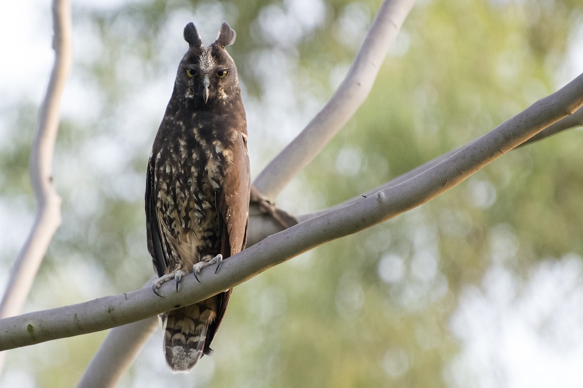 Hibou maître-bois - ML63328721