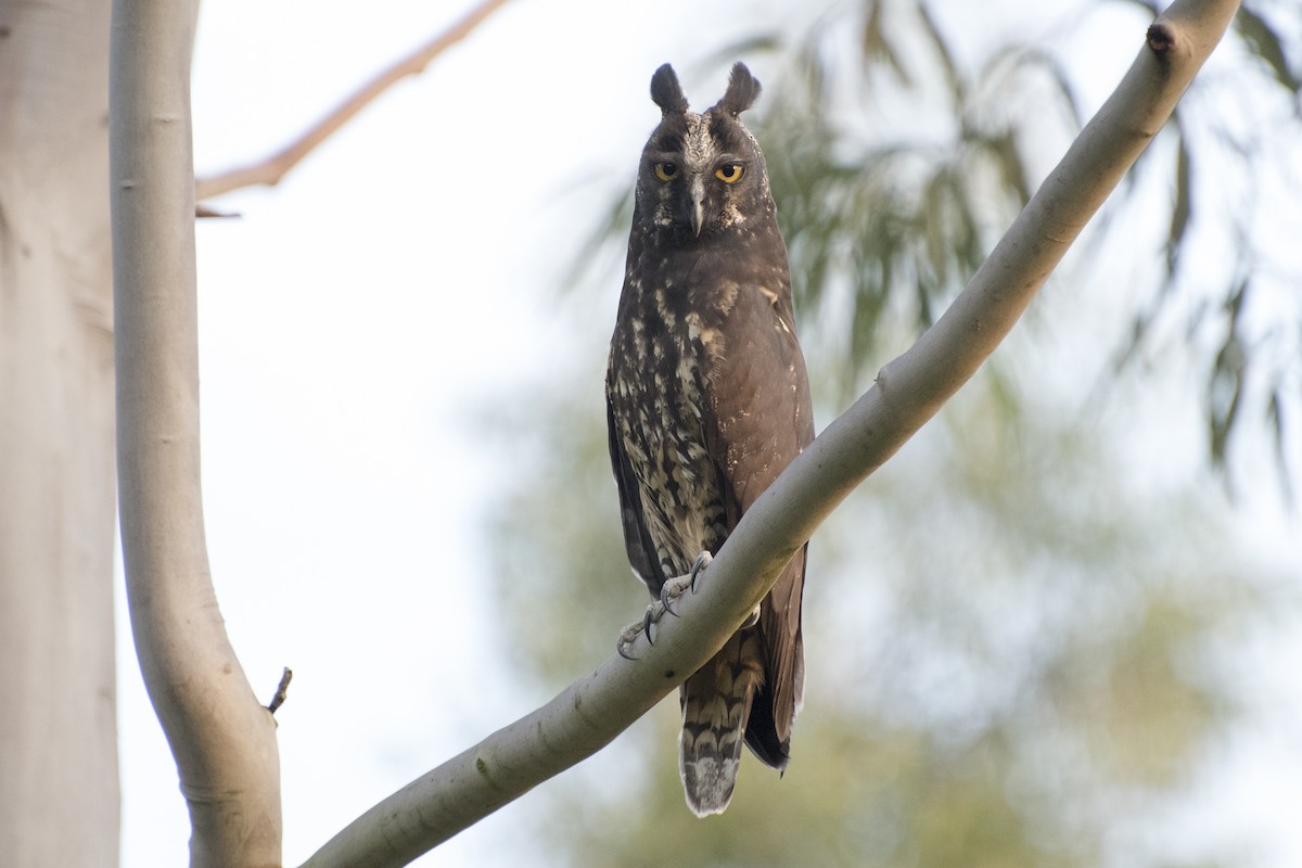 Stygian Owl - Luiz Carlos Ramassotti