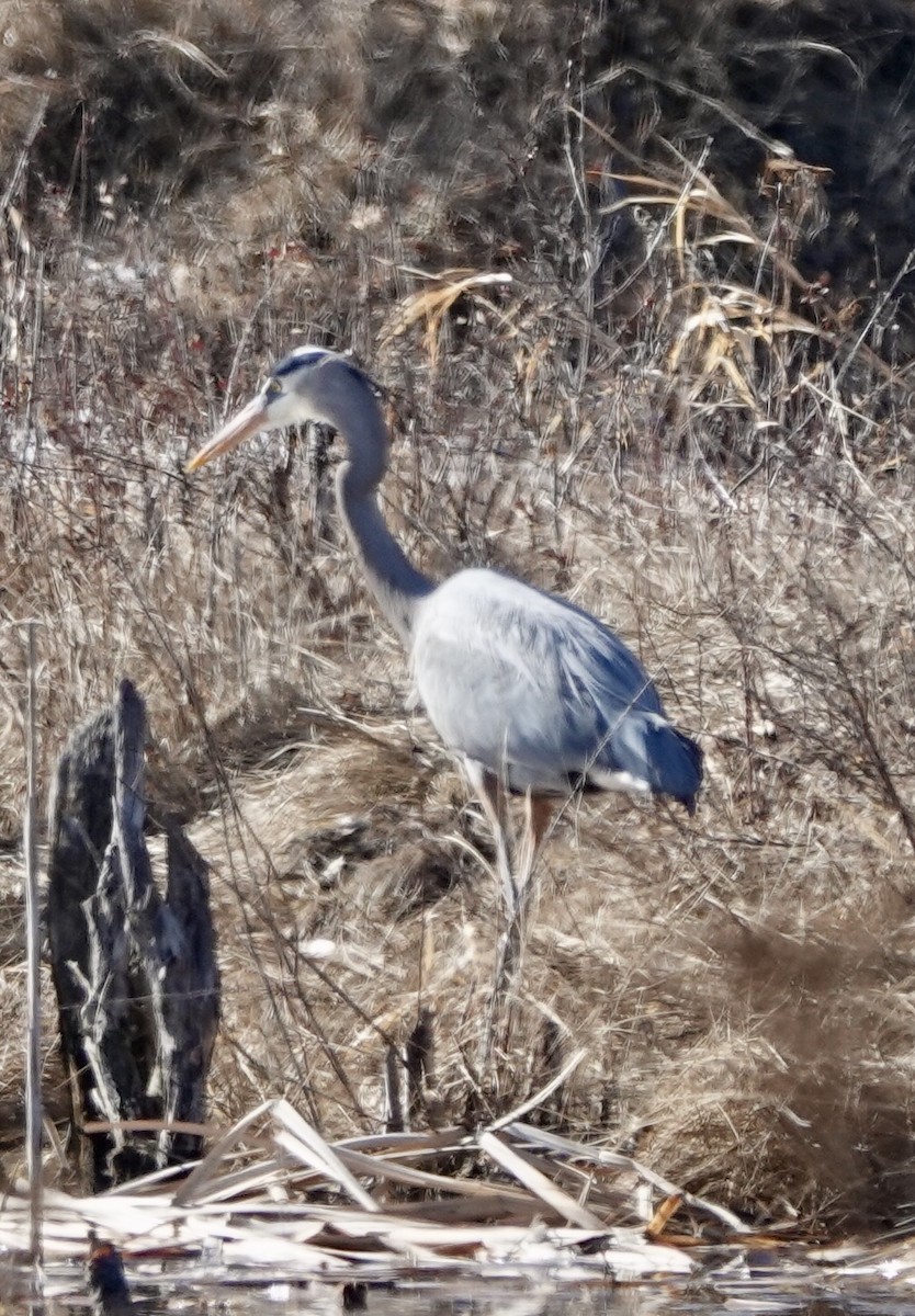 Great Blue Heron - ML633287418