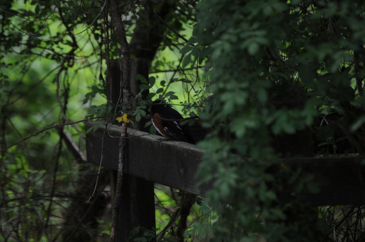 Eastern Towhee - ML633287527