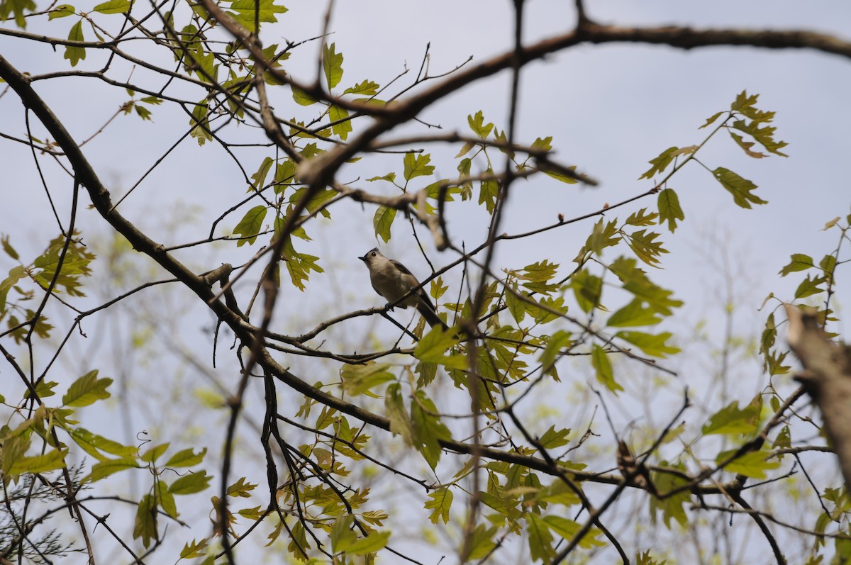 Tufted Titmouse - ML633287580