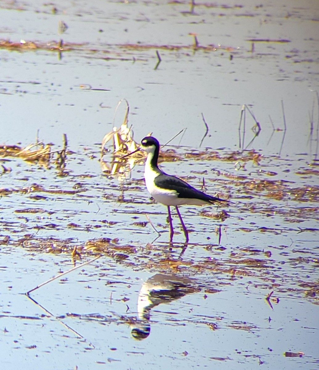 Black-necked Stilt - ML633287662