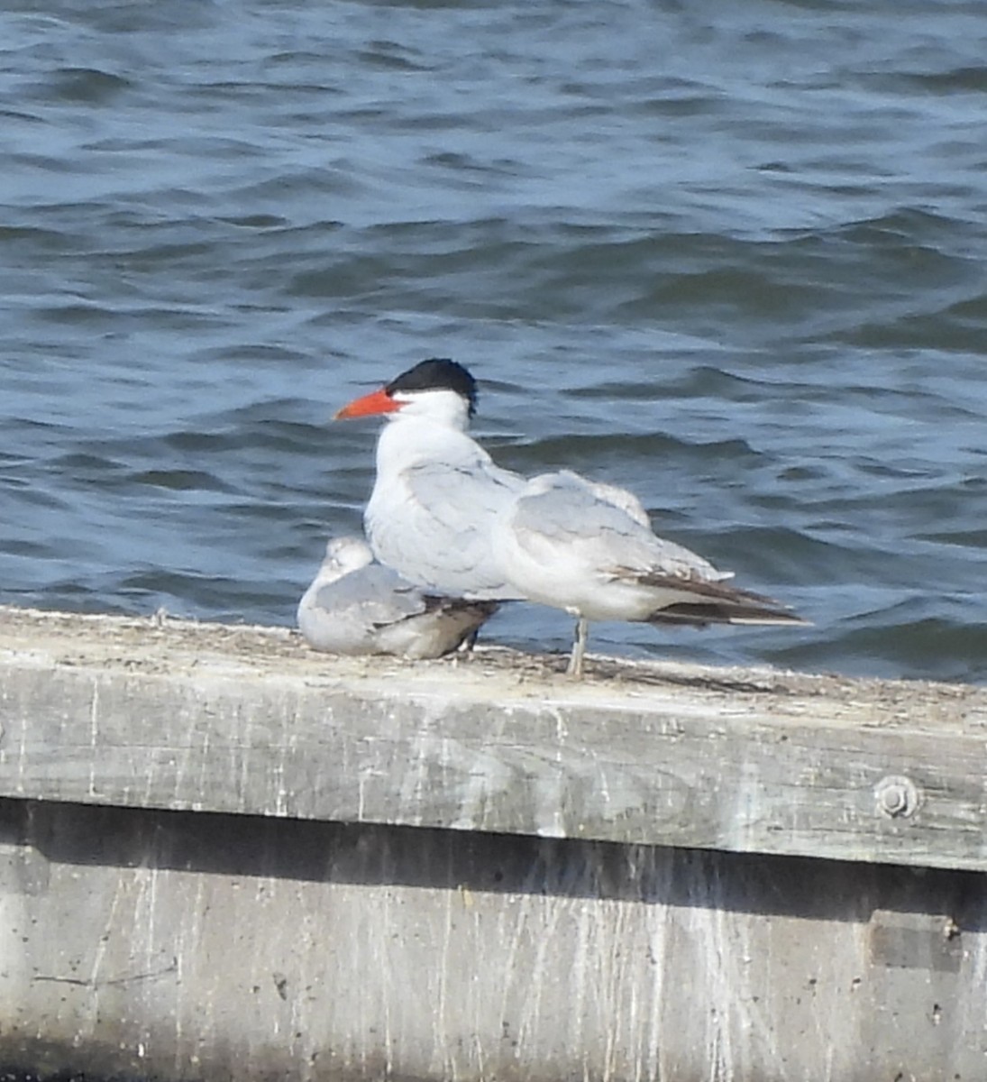Caspian Tern - ML633287778