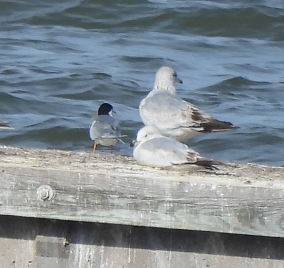 Forster's Tern - ML633287805