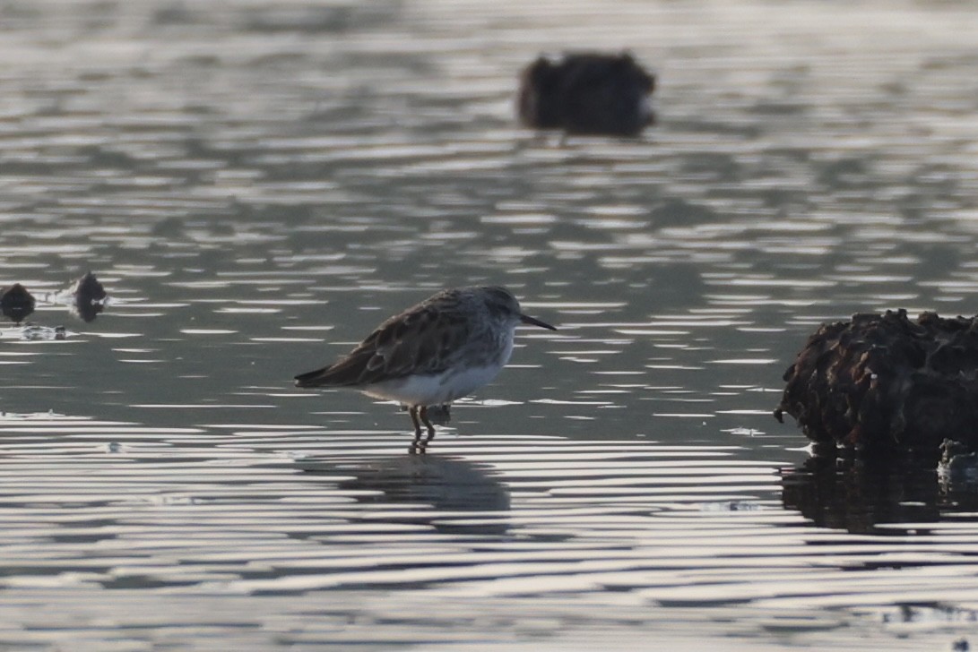 Long-toed Stint - ML633287851