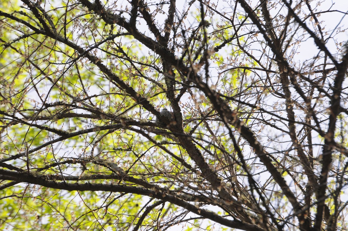 Blue-gray Gnatcatcher - ML633287961