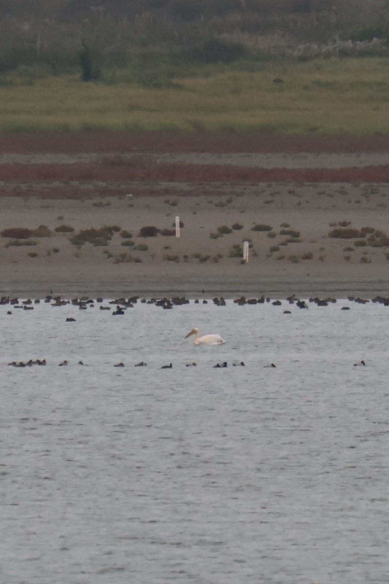 Great White Pelican - ML633288079