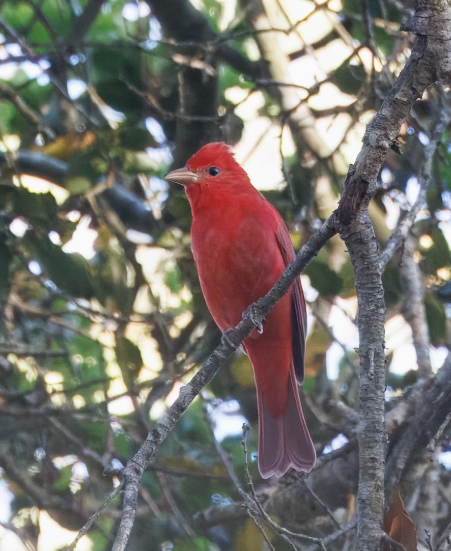 Summer Tanager - ML633288100