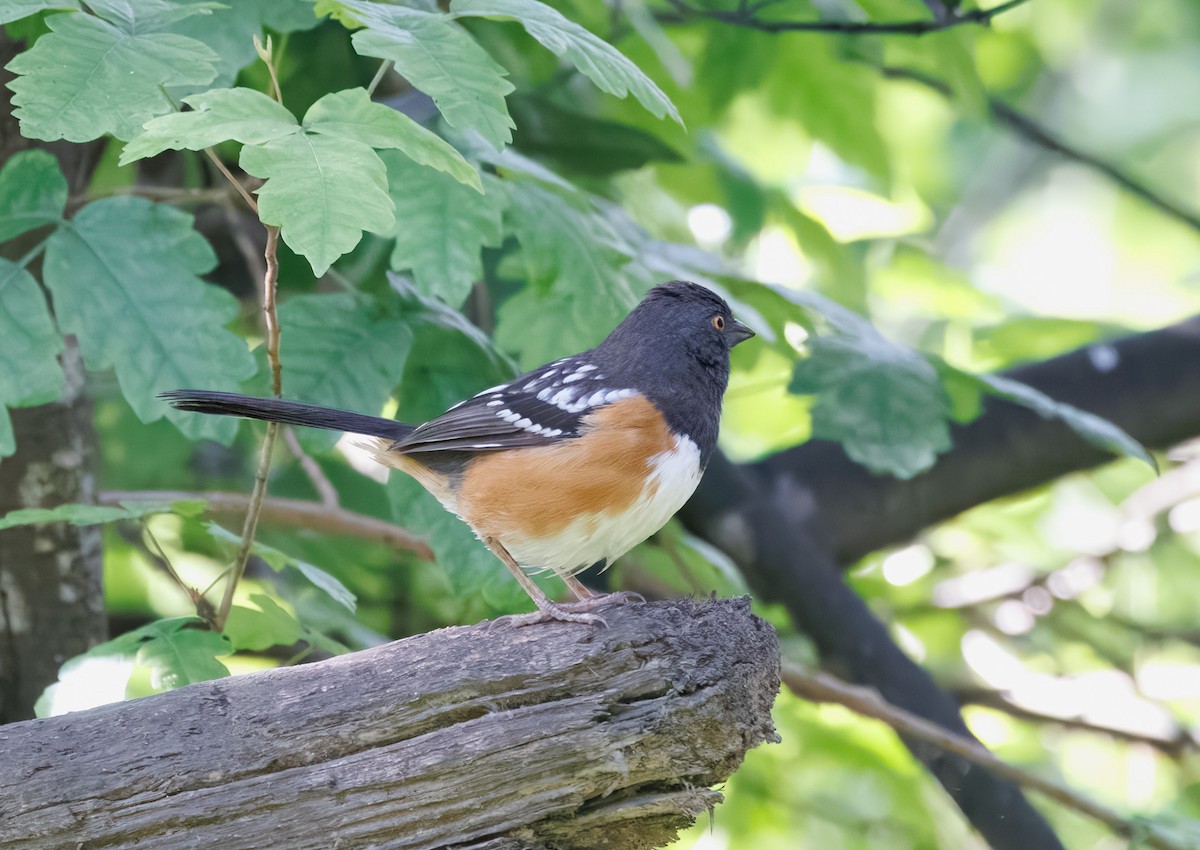 Spotted Towhee - ML633288106