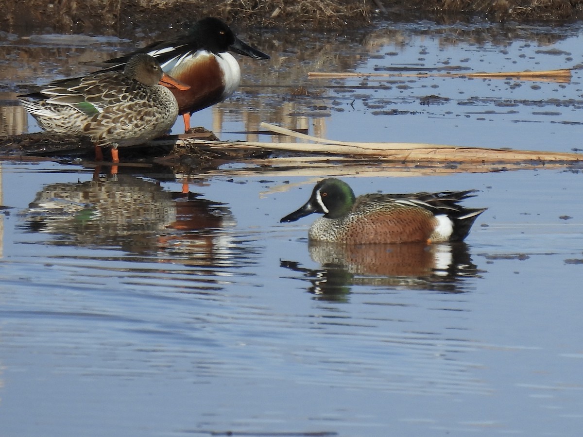 Blue-winged Teal x Northern Shoveler (hybrid) - ML633288114