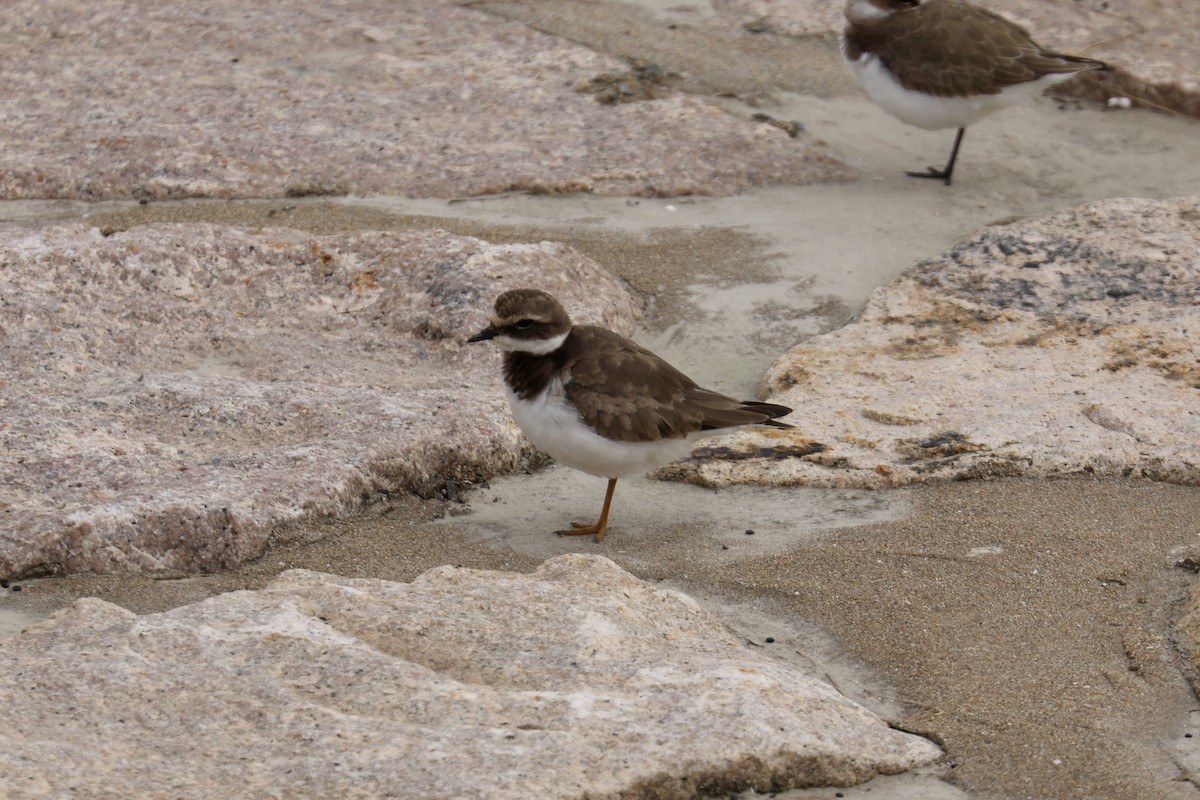 Common Ringed Plover - ML633288154