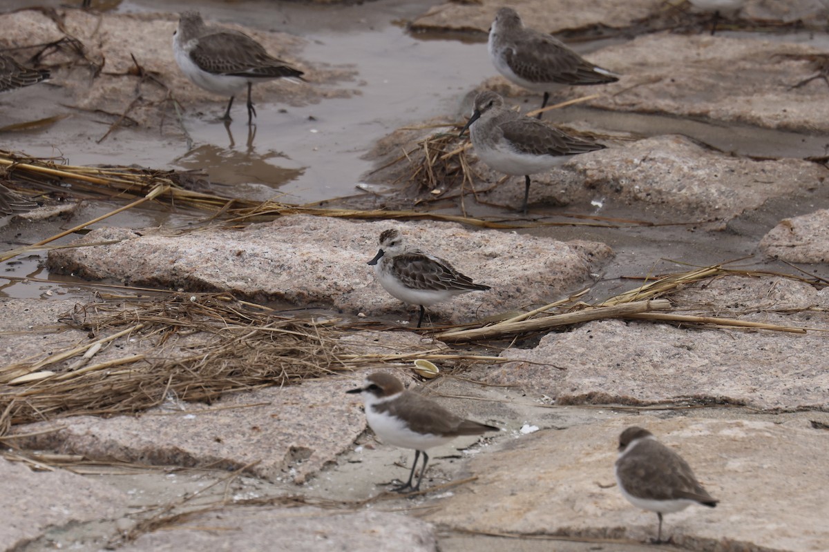 Spoon-billed Sandpiper - ML633288182