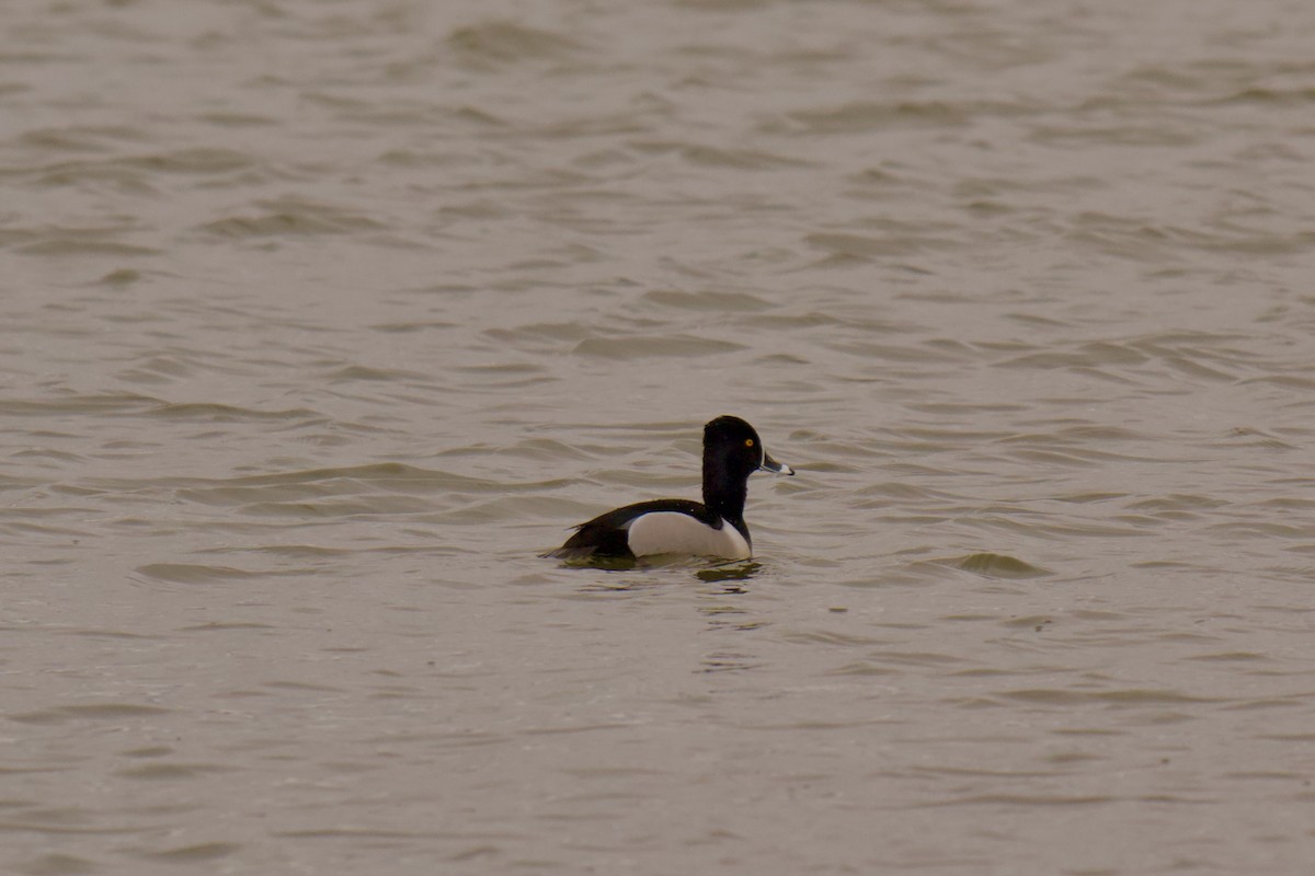 Ring-necked Duck - ML633288210