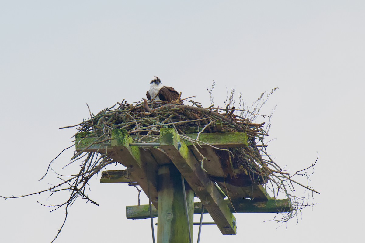 Osprey - ML633288213