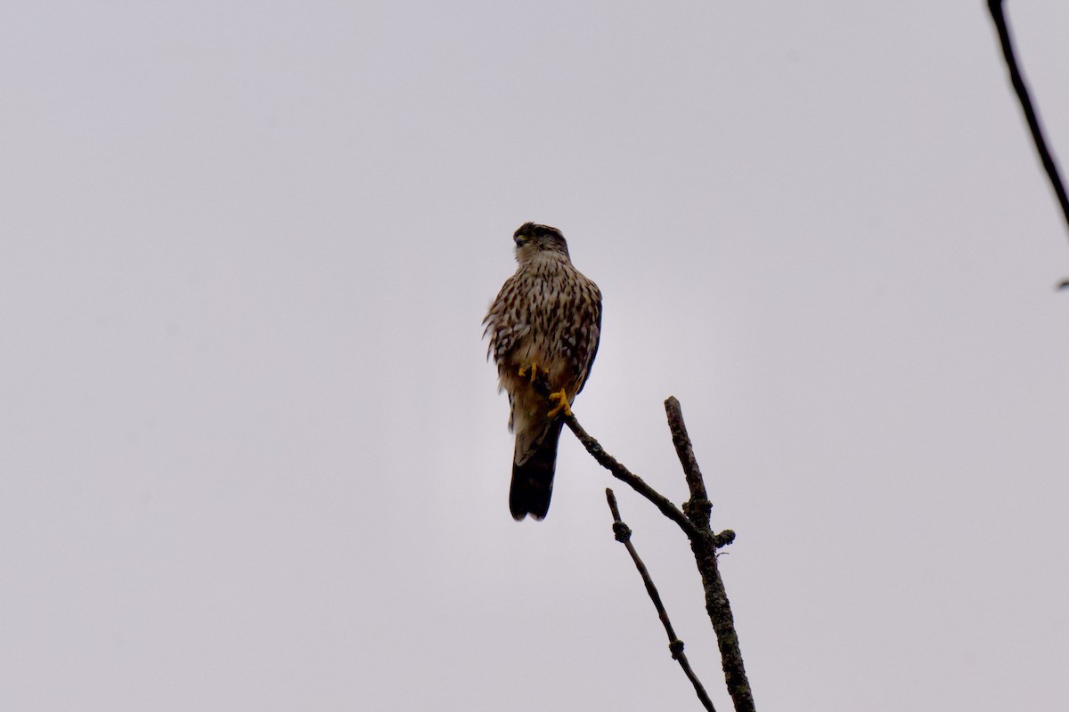 Merlin - ML633288216