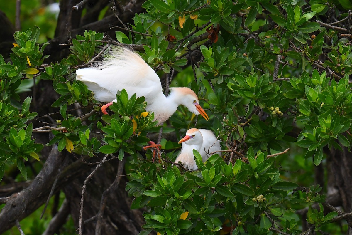 Western Cattle-Egret - ML633288338