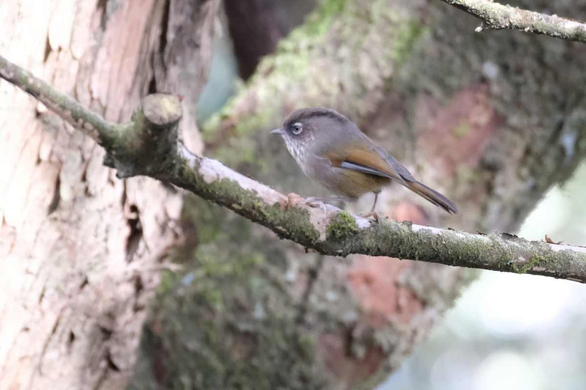 Taiwan Fulvetta - ML633288428
