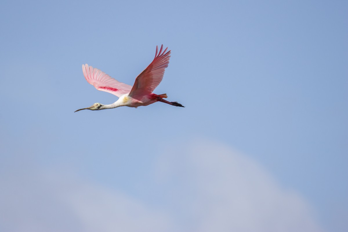 rosenskjestork - ML633288543
