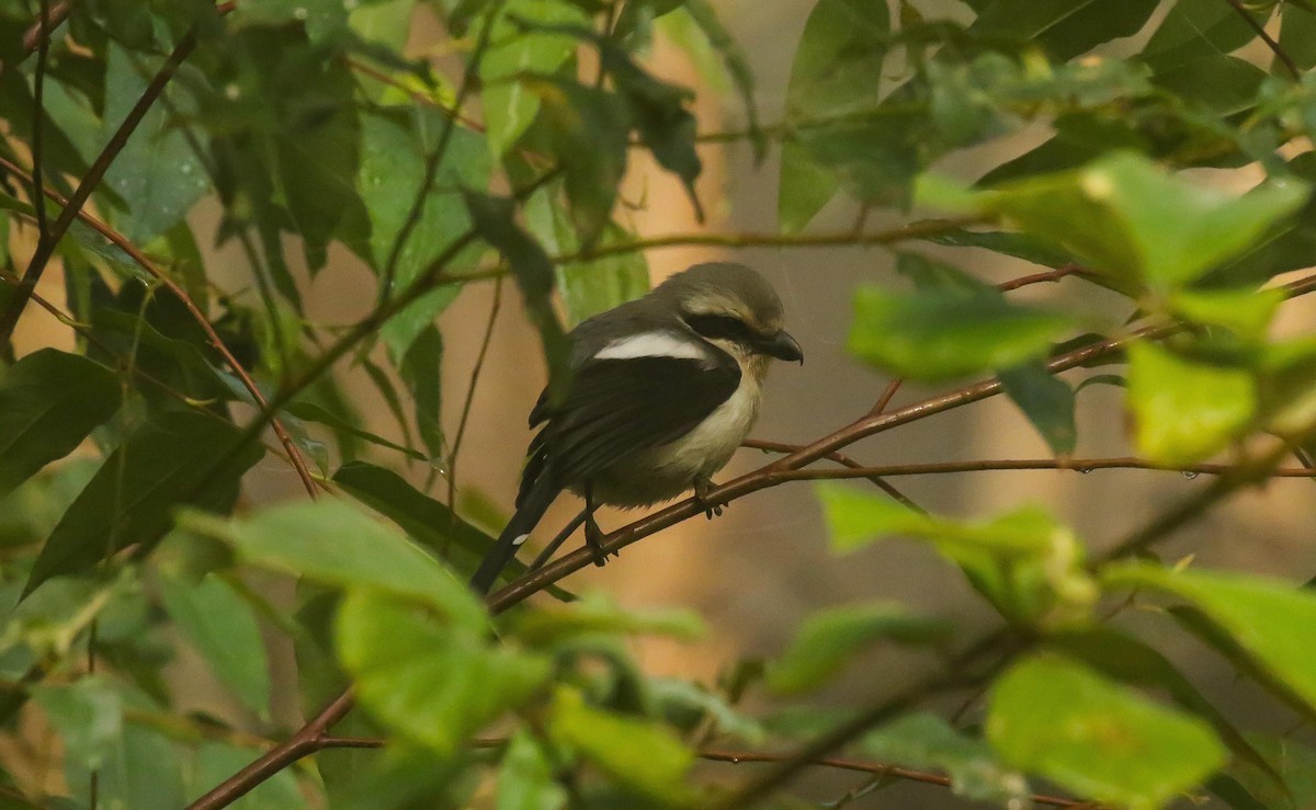 Mackinnon's Shrike - ML633288656