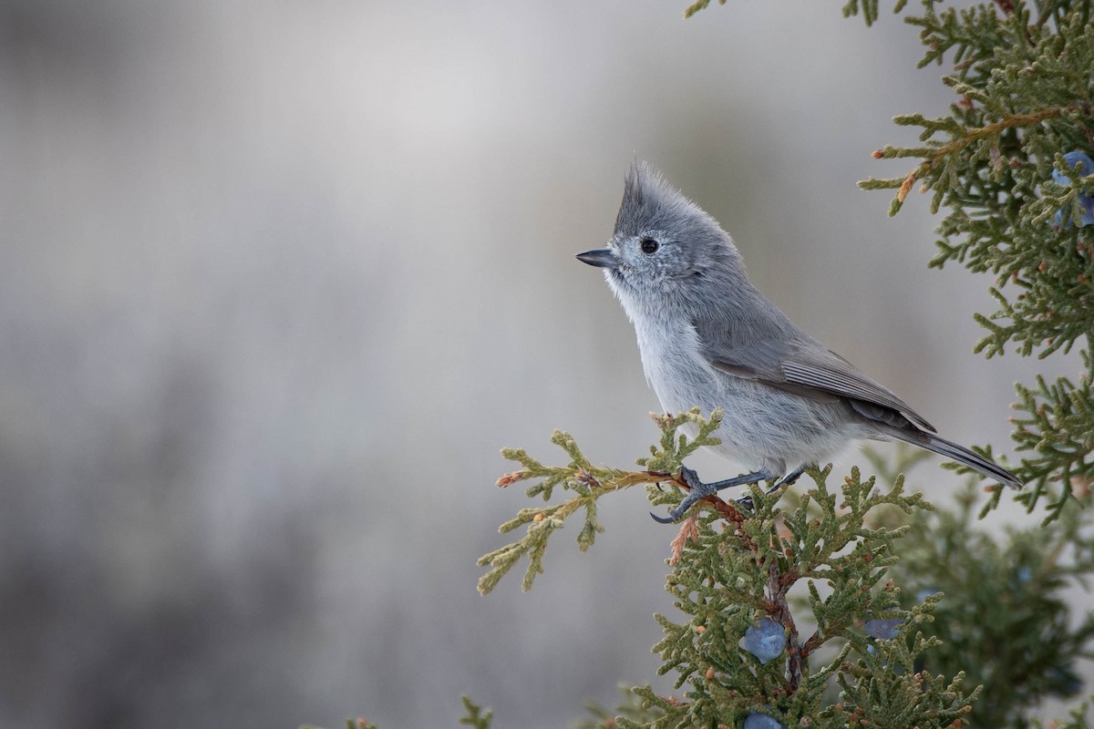 Juniper Titmouse - ML633288679