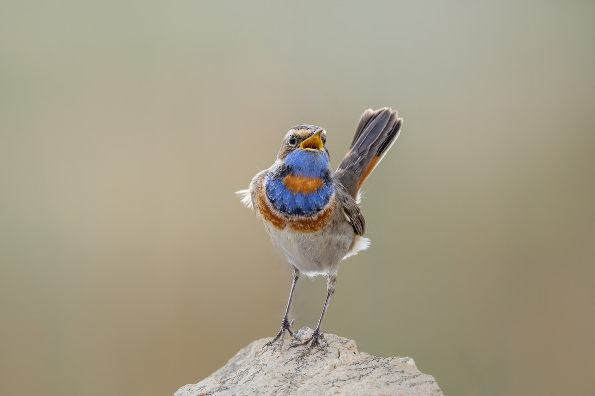 slavík modráček - ML633289151