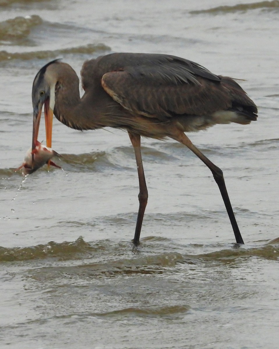 Great Blue Heron (Great Blue) - ML633289276