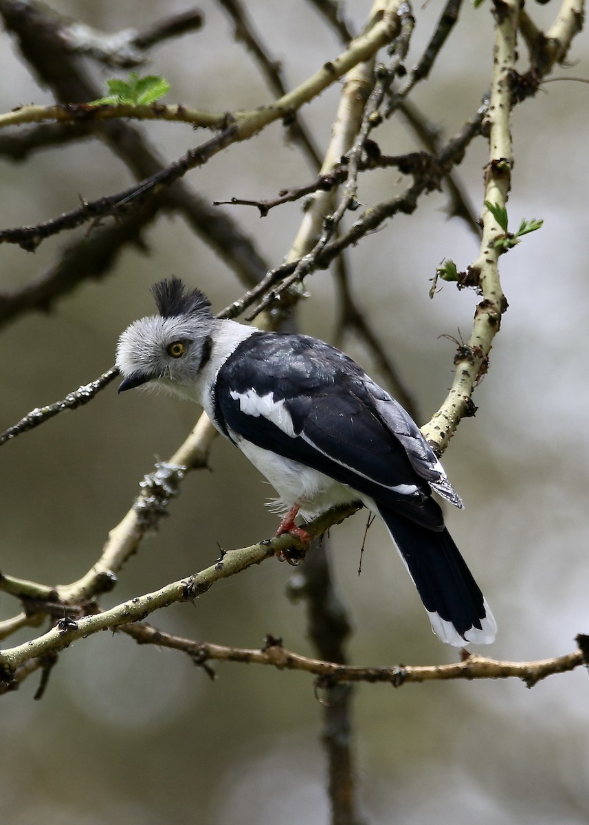 Gray-crested Helmetshrike - ML633289291