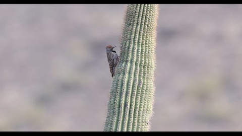 Gilded Flicker - Colaptes chrysoides - Media Search - Macaulay Library and  eBird