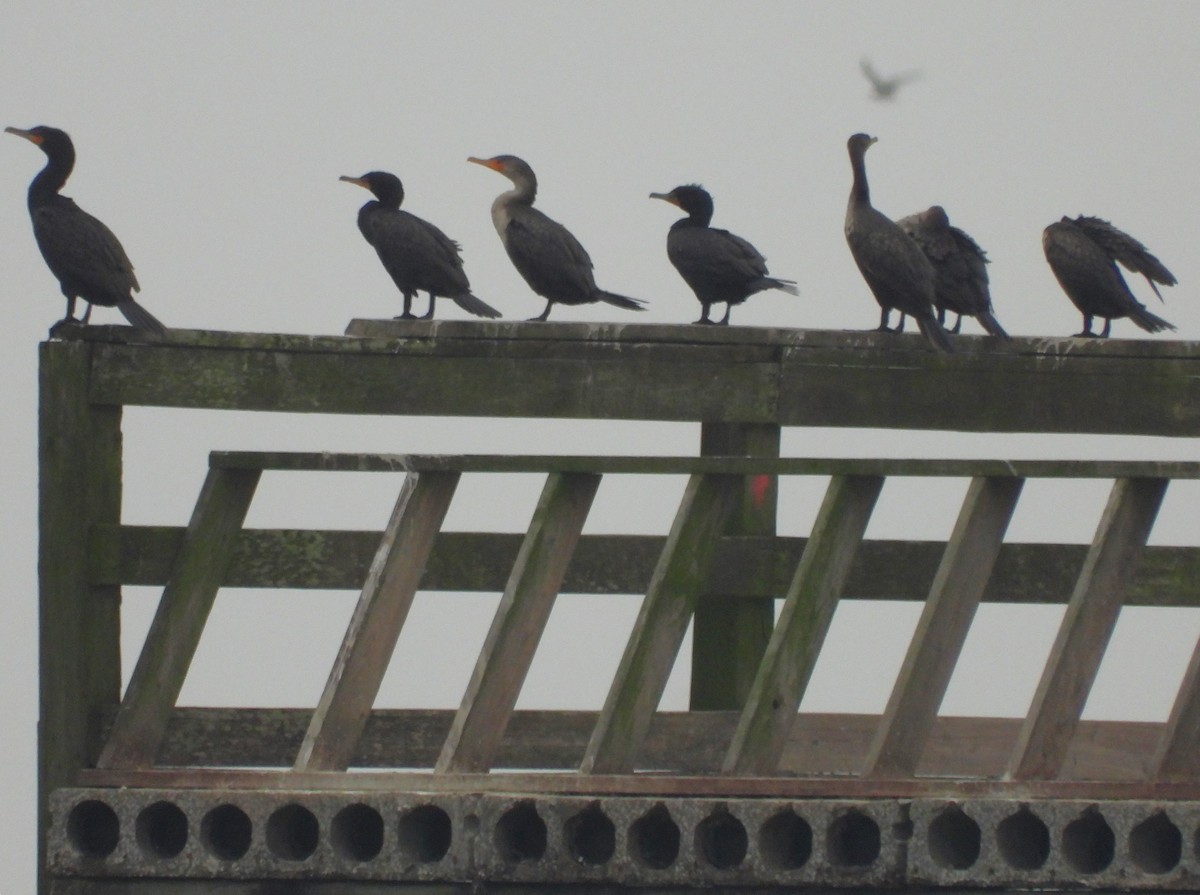 Double-crested Cormorant - ML633289309