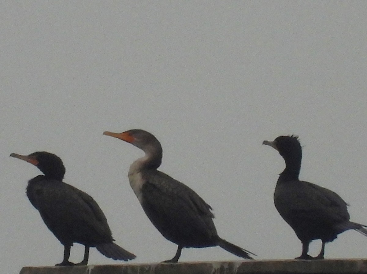 Double-crested Cormorant - ML633289312
