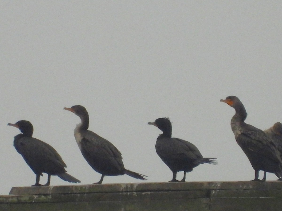 Double-crested Cormorant - ML633289313