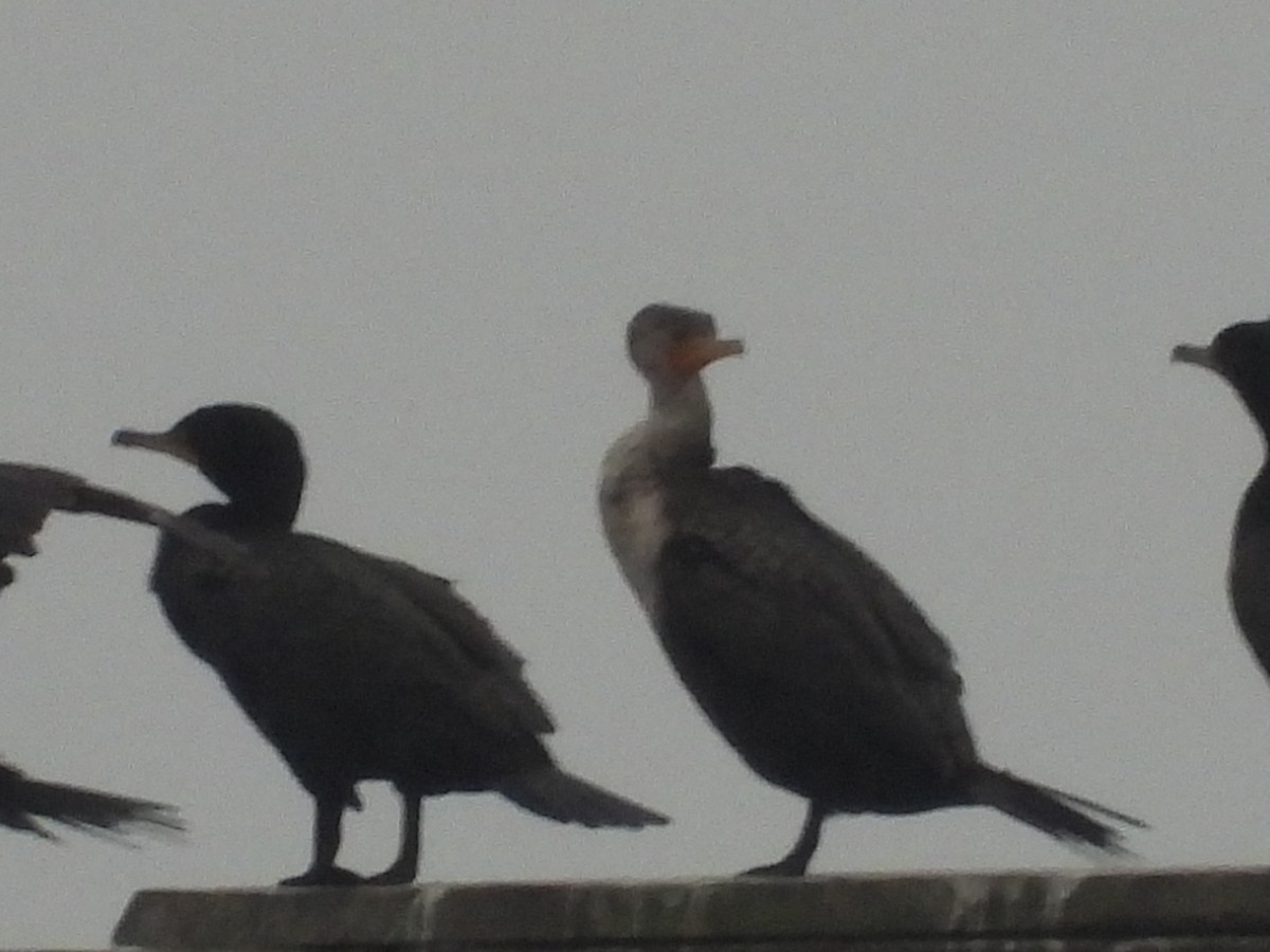 Double-crested Cormorant - ML633289318