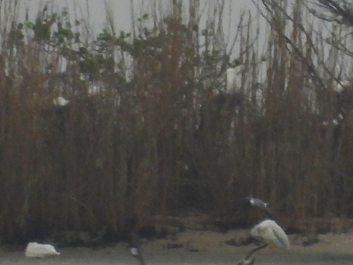 American White Pelican - ML633289341