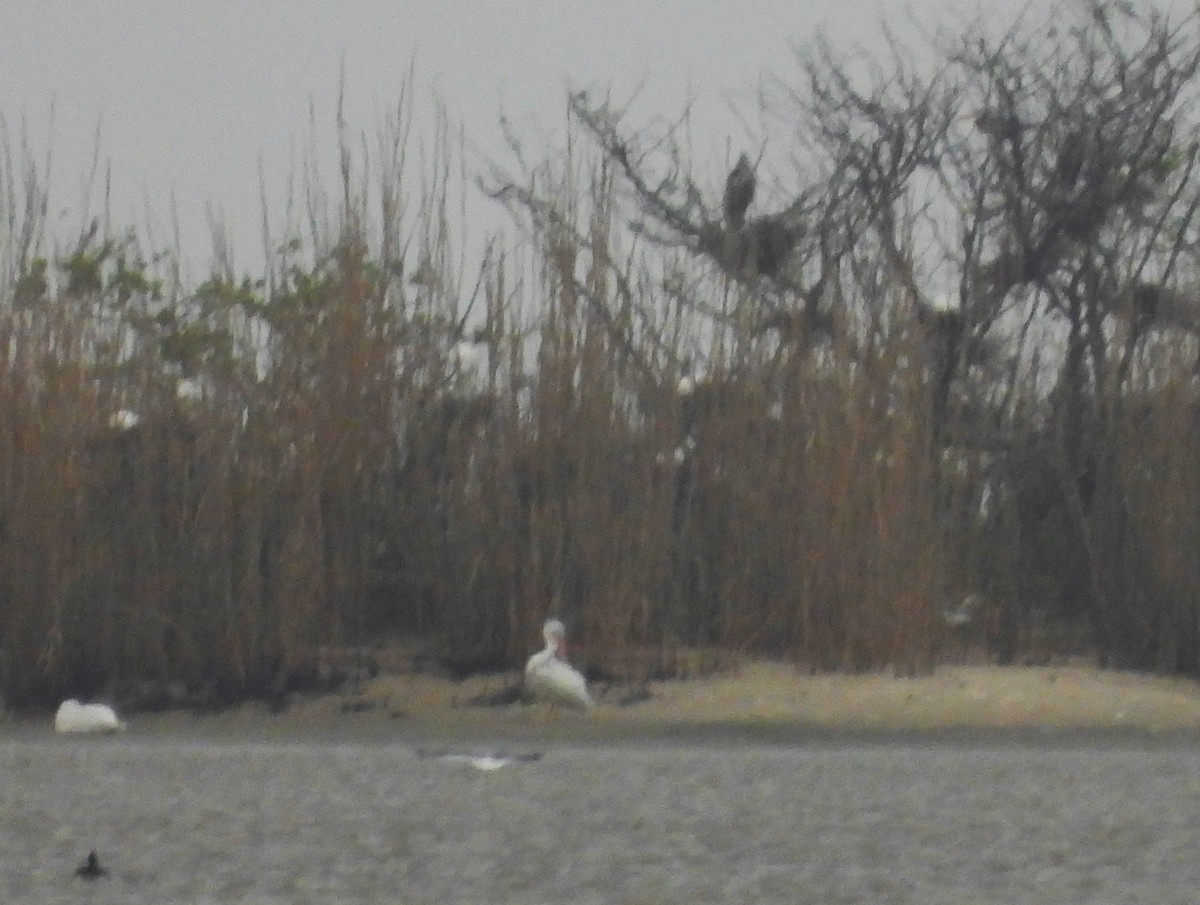 American White Pelican - ML633289347