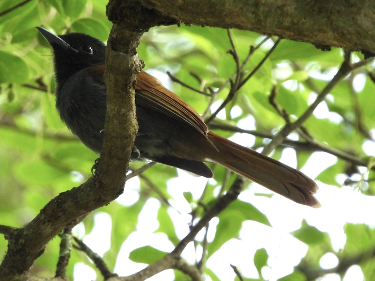 African Paradise-Flycatcher - ML633289381