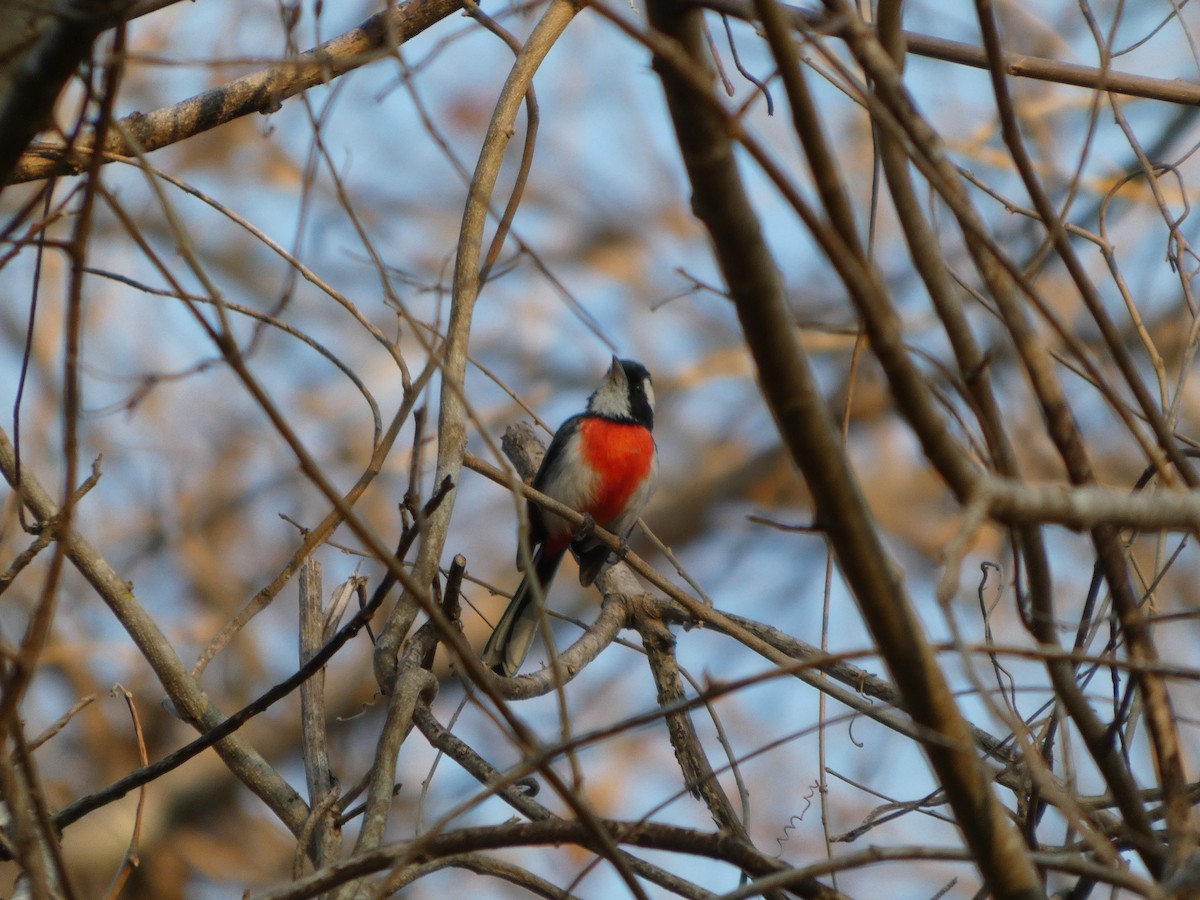 Red-breasted Chat - ML633289453