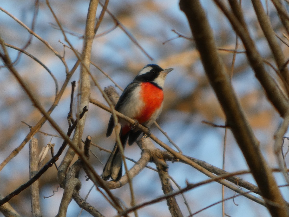 Red-breasted Chat - ML633289454